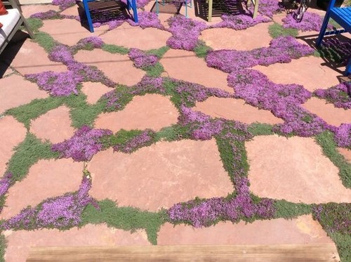 Purple creeping thyme herb - 4,