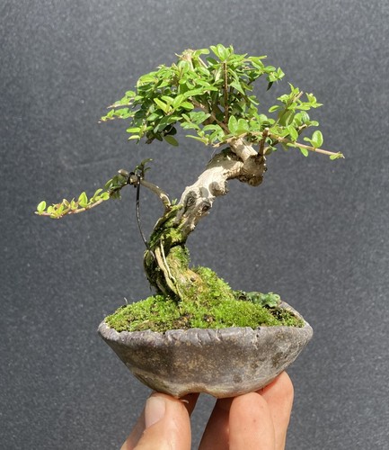 Lonicera nitida mame - lonicera,