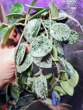 Hoya Mathilde Splash Unusual