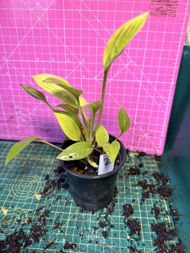 Hosta perennial plant - -,