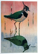Lapwing Bird N W Cusa Art Postcard - unused