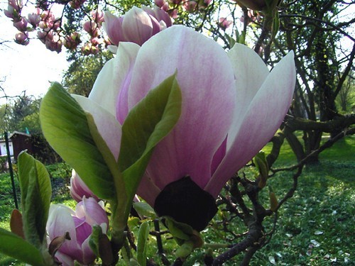 Magnolia heaven scent very - 'heaven, scent'