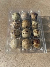 12 Fresh Quail Eggs (Eating)