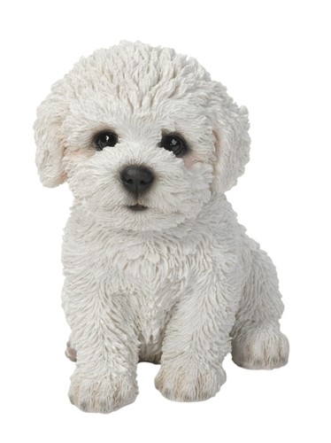 Bichon frise puppy dog - frise,