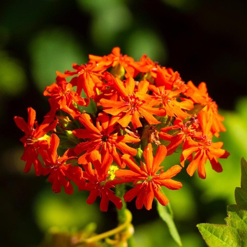 Lychnis chalcedonica maltese - chalcedonica,