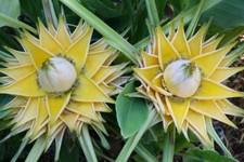 Hardy Banana Musella