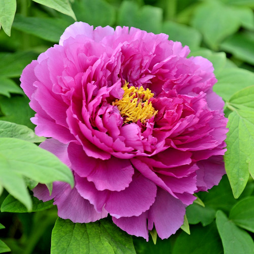 Tree peony purple ling hua - tree,