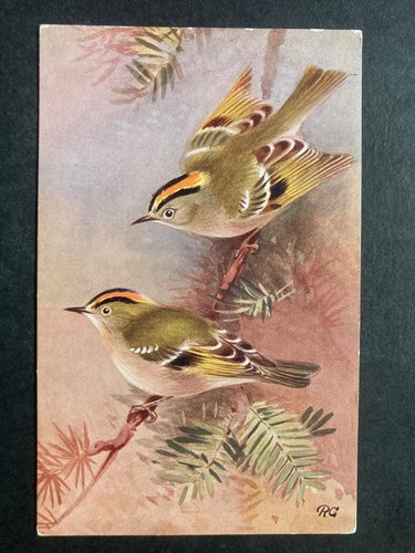 The goldcrest vintage bird - the,