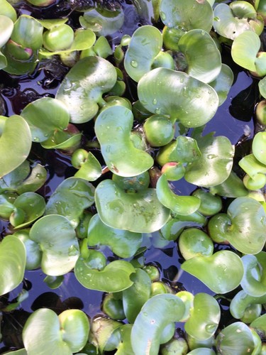 Water hyacinth plants - water,