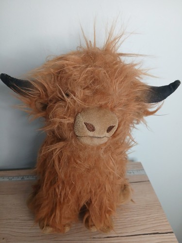 Highland scottish long hair - highland,