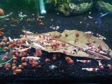20 Pink Ramshorn Snails decent