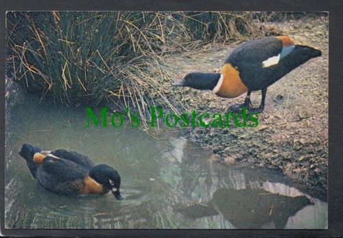Birds postcard australian - -,