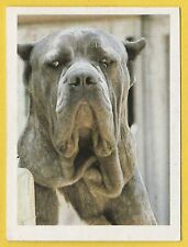 Dogs - Spanish Trade Trading card circa 1985 #102 Neapolitan Mastiff Dog