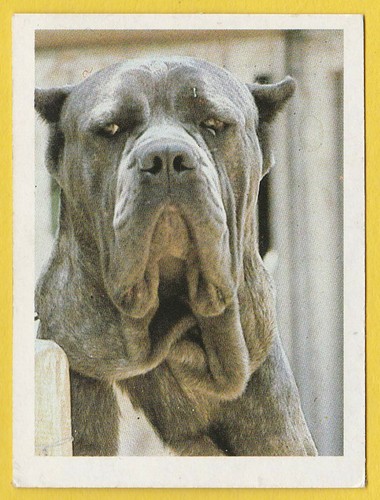 Dogs spanish trade trading - dogs,