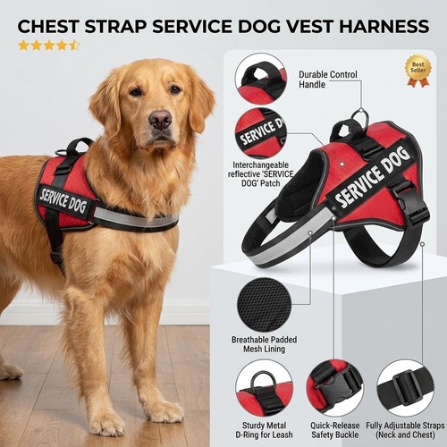 Personalized dog harness - personalized, no