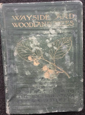 1905 Wayside & Woodland Trees – Edward Step – Warne – British Nature Book