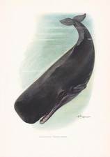 1960 SPERM WHALE Print - Vintage Animal Wall Art Decor - 7.5 x 10.6 Inches