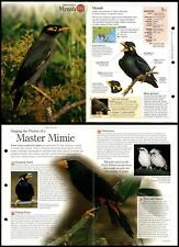 Mynah #69 Birds - Discovering Wildlife Fact File Fold-Out Card