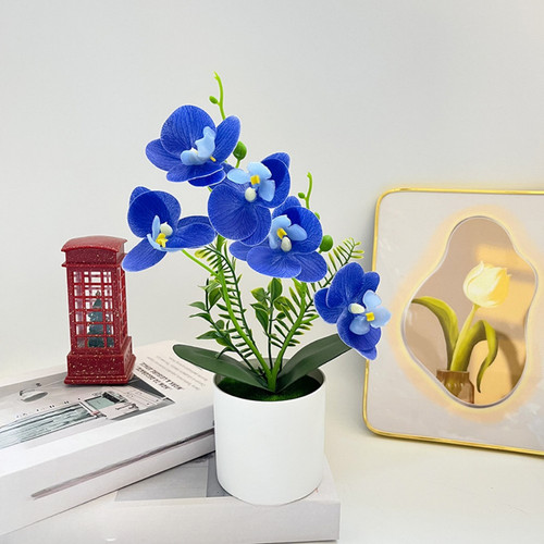 Phalaenopsis style orchid - phalaenopsis,