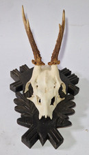 Trophy Roebuck Deer Skull with Antlers- wall mount key coat hat rack hanger