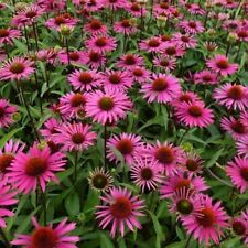 Echinacea purpurea 'Magnus' / Coneflower / Prairie Plant / Hardy / 100 Seeds