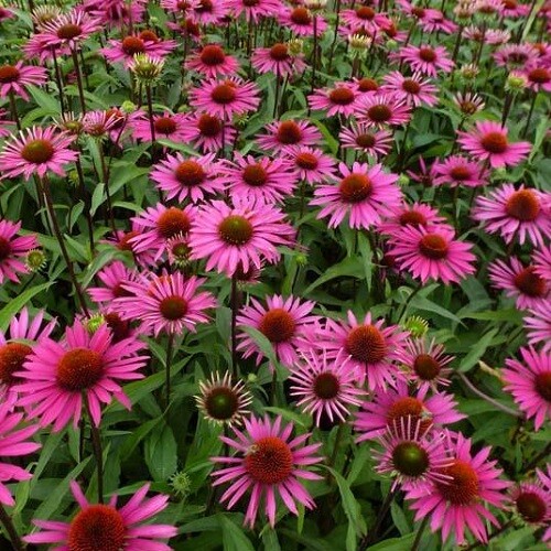 Echinacea purpurea magnus - echinacea,