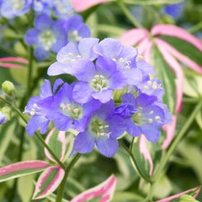 Polemonium Stairway To Heaven Jacobs Ladder Herbaceous Perennial Garden Shrub