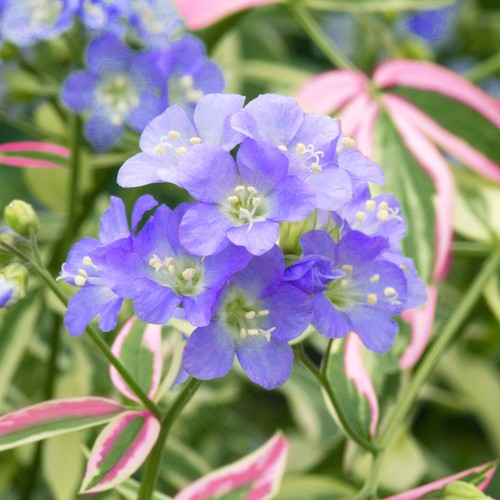 Polemonium stairway heaven - polemonium, to