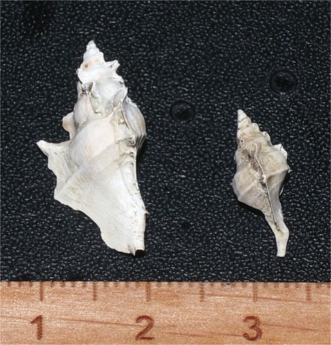 Very rare eocene - very,