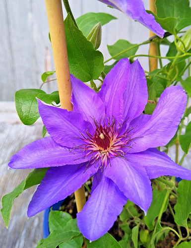 Parsienne clematis seeds - 15,