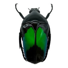 Metallic Green Black Scarab