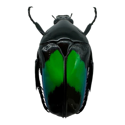 Metallic green black scarab - metallic,
