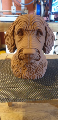 Large labradoodle bust - bust, 3d