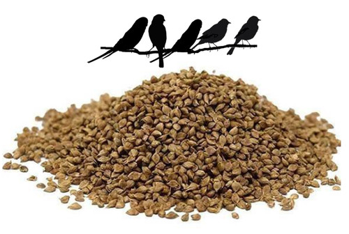 Japanese millet seed - japanese, caged