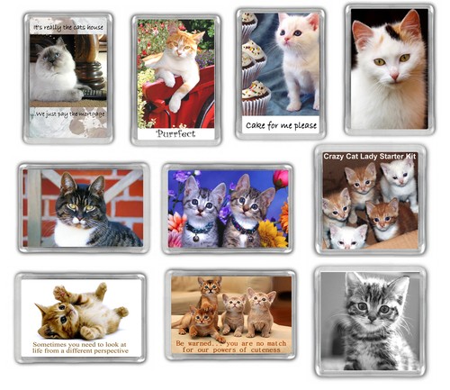 Cat fridge magnets kitten - magnets,