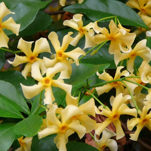 Trachelospermum jasminoides - trachelospermum,