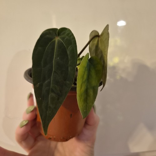 Anthurium ace spades - anthurium,