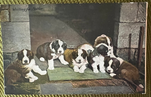 Antique dog postcard boston - postcard,