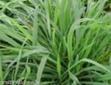 RYE Winter Hardy Green Manure Seed Nitrogen fixer 100g to 25 kg  Bulk wholesale