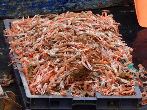 Photo 6x4 langoustines - langoustines, at