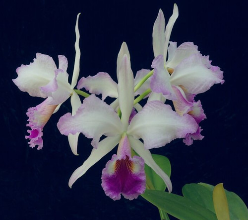 Cattleya jenmanii charlie - jenmanii, 'charlie'