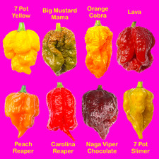 Worlds HOTTEST Chilli - 40