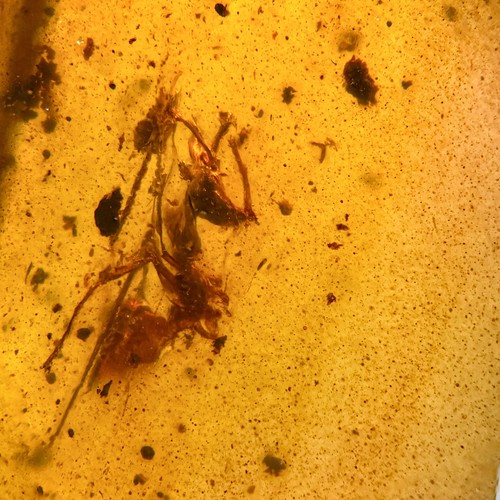 Ceratomyrmex hell ant - hell, in