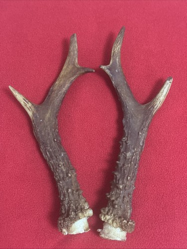 Pair roe deer antlers - roe,
