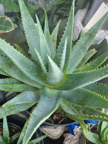 Large aloe vera plant - xx,