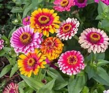 ZINNIA WHIRLYGIG MIXED ZINNIA