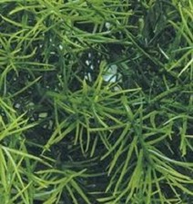 1/35 Scale Jungle Plant #2 -