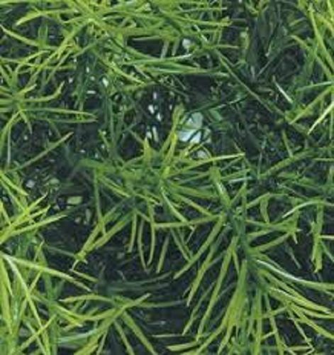 Scale jungle plant 2 - 1/35,