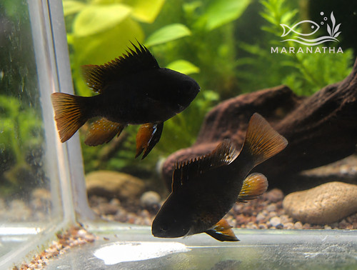 Midnight black ram pair male - ram,
