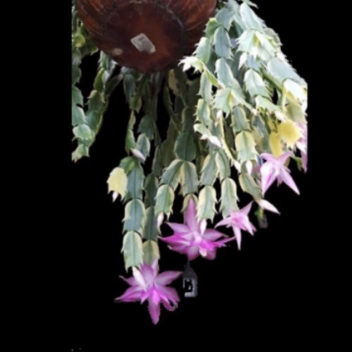 Schlumbergera madame butterfly - schlumbergera,